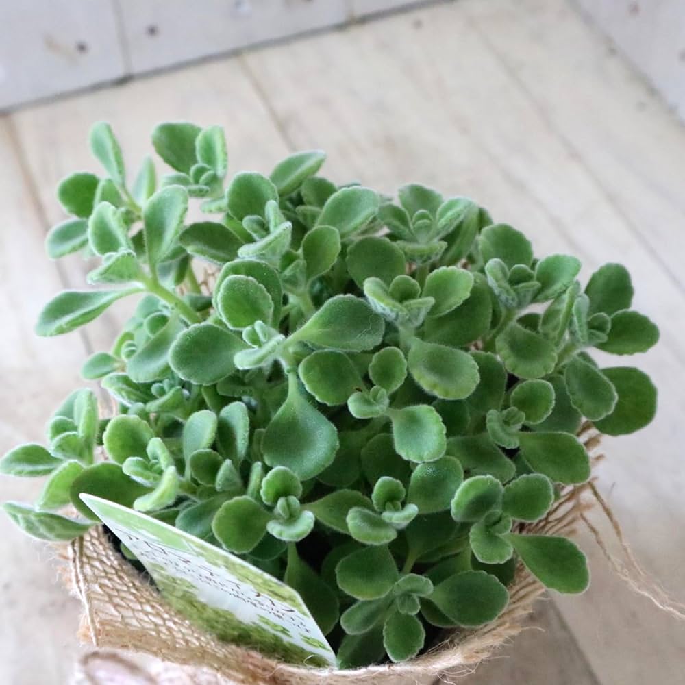 多肉植物☆リメイク2個とアロマティカスセット Amazon｜2ポットセット 香る 多肉植物 アロマティカス ハーブ